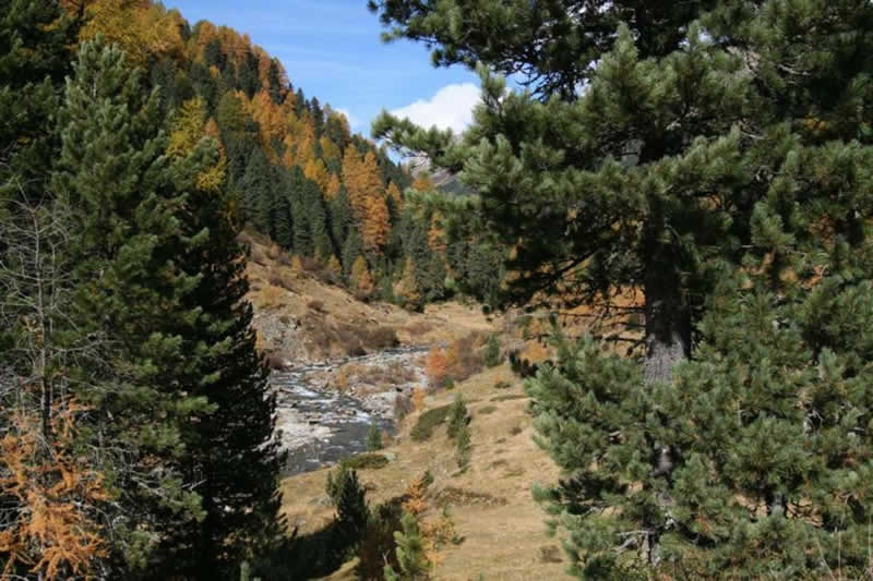 Naturlehrweg Oberhauser Zirbenwald Osttirol