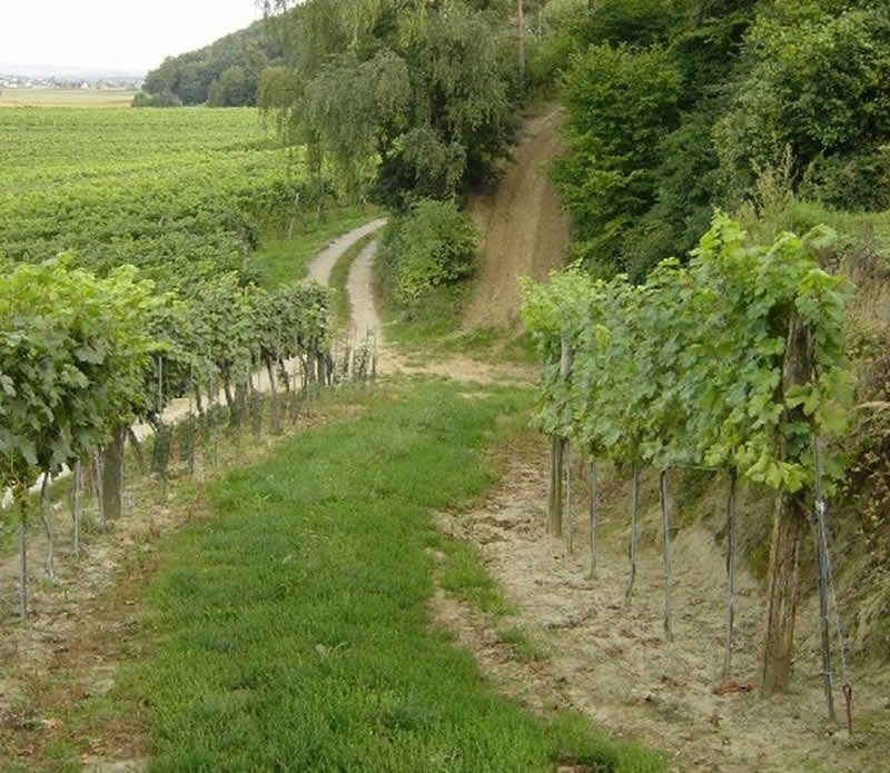 Weinlehrpfad in Traismauer