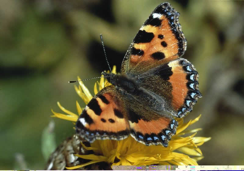 Schmetterlings Erlebnisweg in Uttendorf