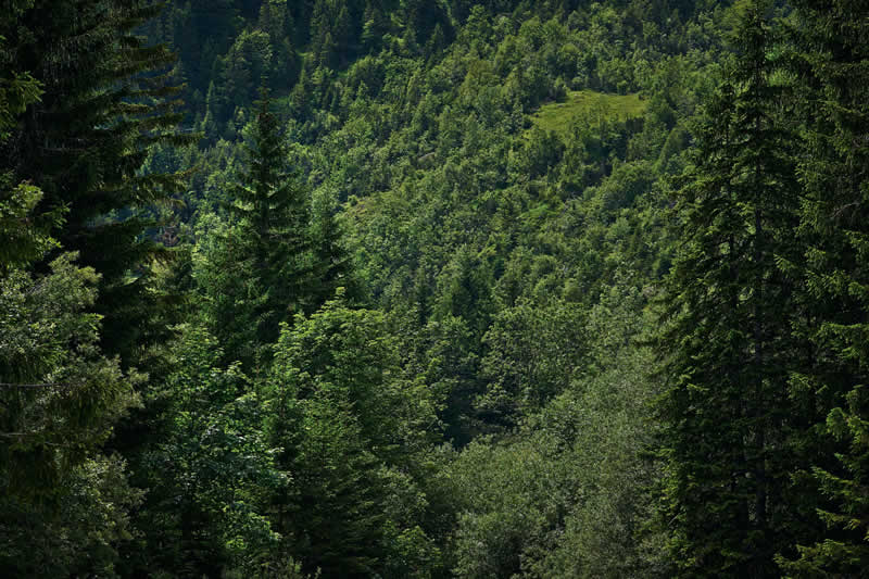 Waldlehrpfad in Weiz