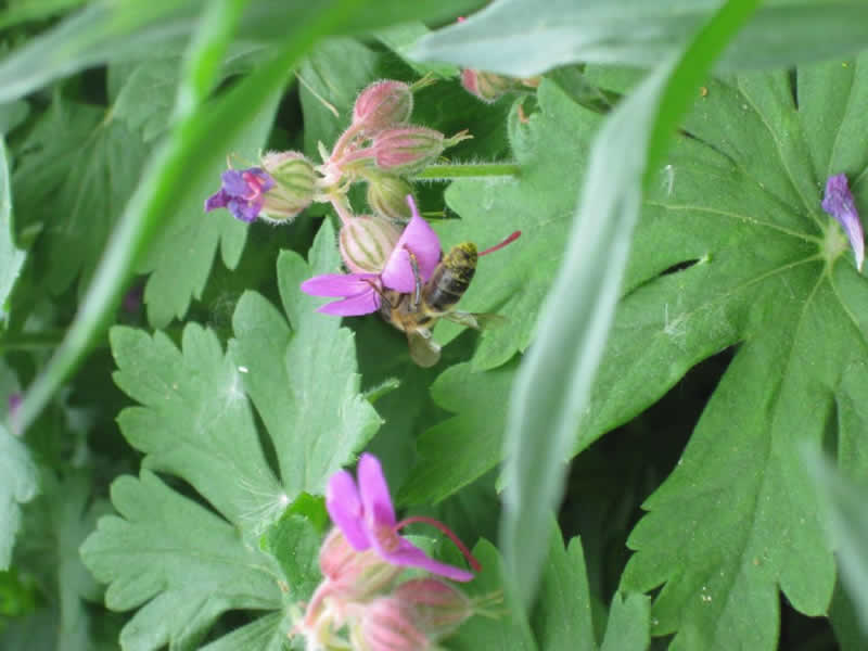 Bienenlehrpfad in Wippenham