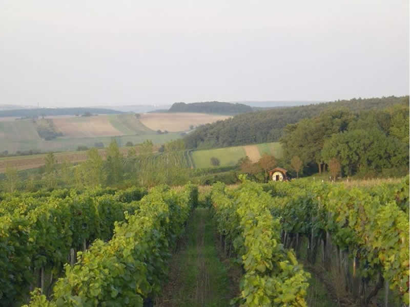 Weinwanderweg und Lehrpfad in Zagersdorf Burgenland