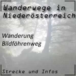 Wanderung Bildföhrenweg bei Horn