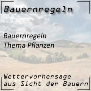 Bauernregeln über die Pflanzen