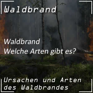 Waldbrandarten