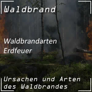 Erdfeuer langsamer Waldbrand