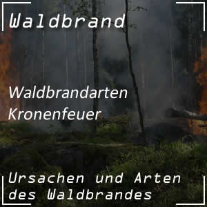 Waldbrand durch Kronenfeuer