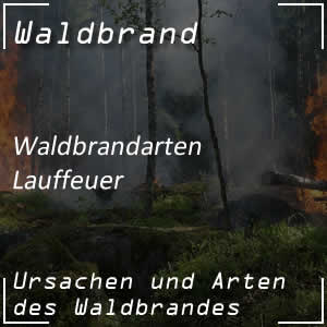 Waldbrand durch Lauffeuer