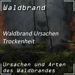 Trockenheit löst Waldbrand aus