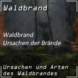 Ursachen für Waldbrand