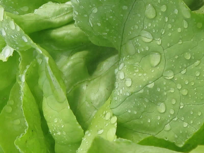 Salat und Gem&uuml;se am Schwendermarkt